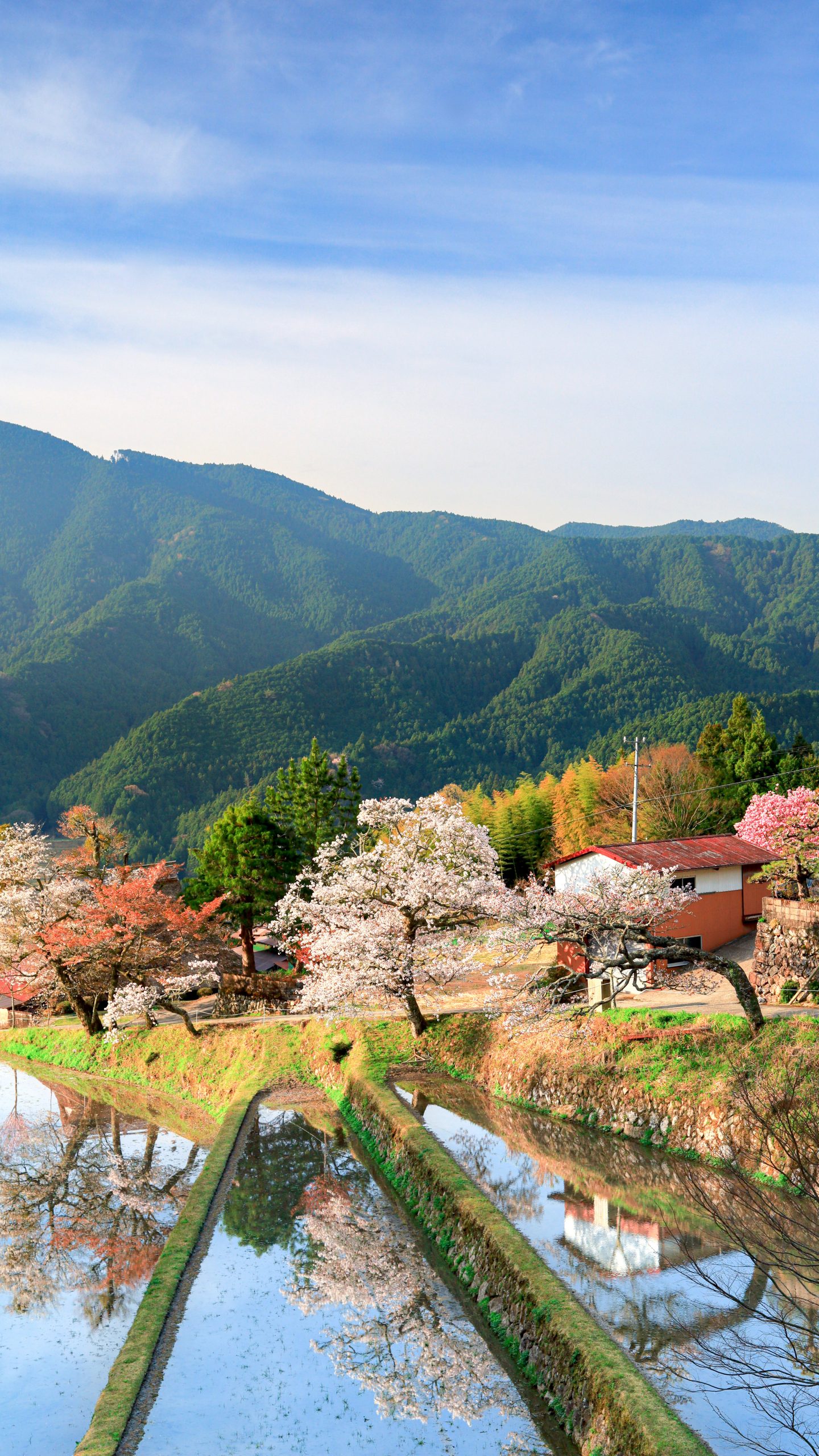 無料スマホ壁紙 📱 日本の原風景 | 三多気の桜の写真 | 三重フォト
