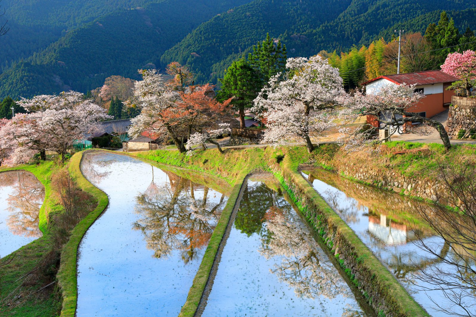 三多気の桜の写真「早朝のリフレクション」