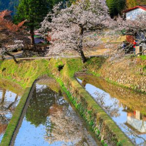 青空と山桜