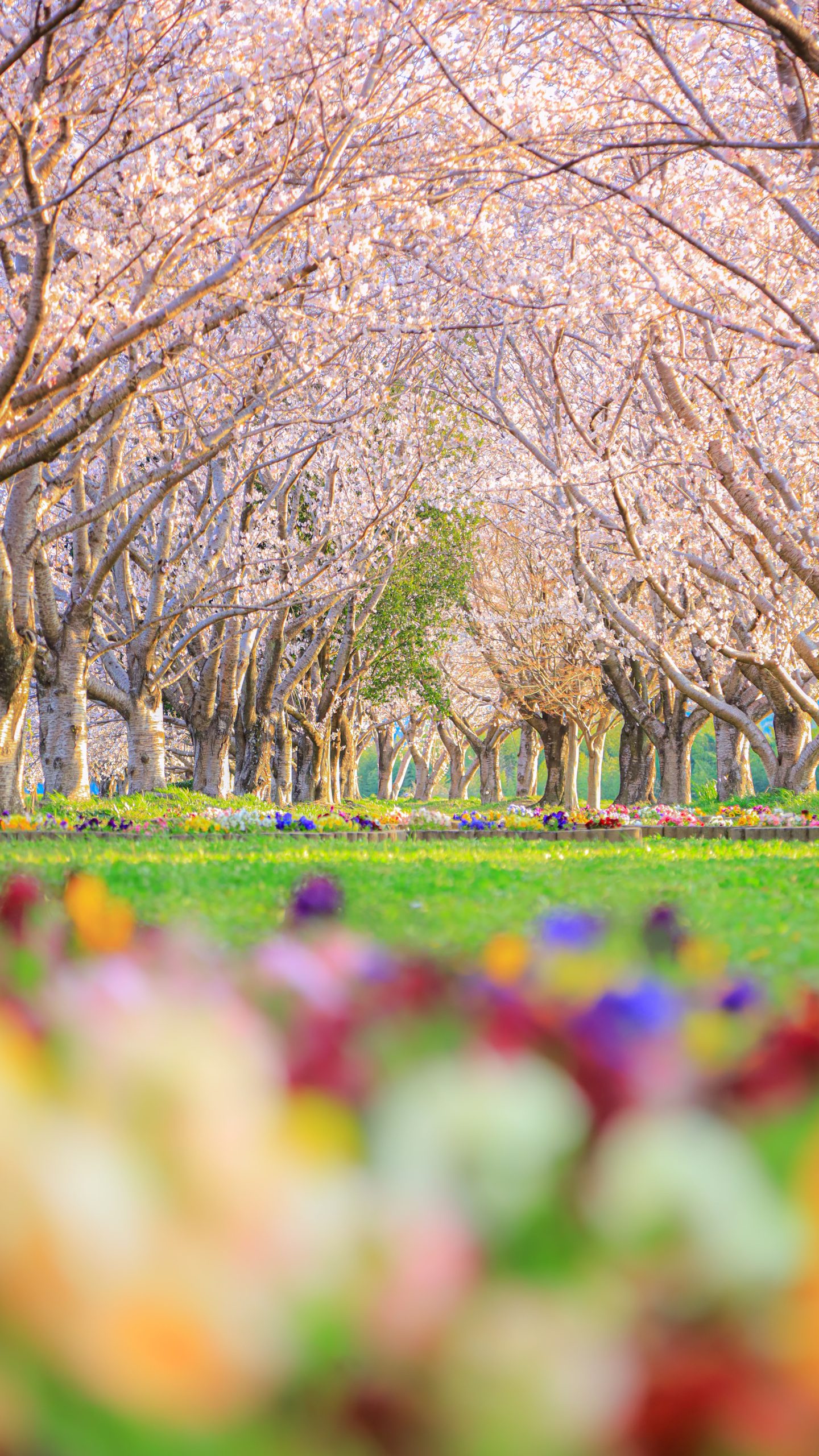 無料スマホ壁紙 桜並木とパンジー。AndroidとiPhoneに対応した4K高画質の無料待ち受け画像。三重県松阪市の中村川桜づつみ公園で撮影したフリー写真素材