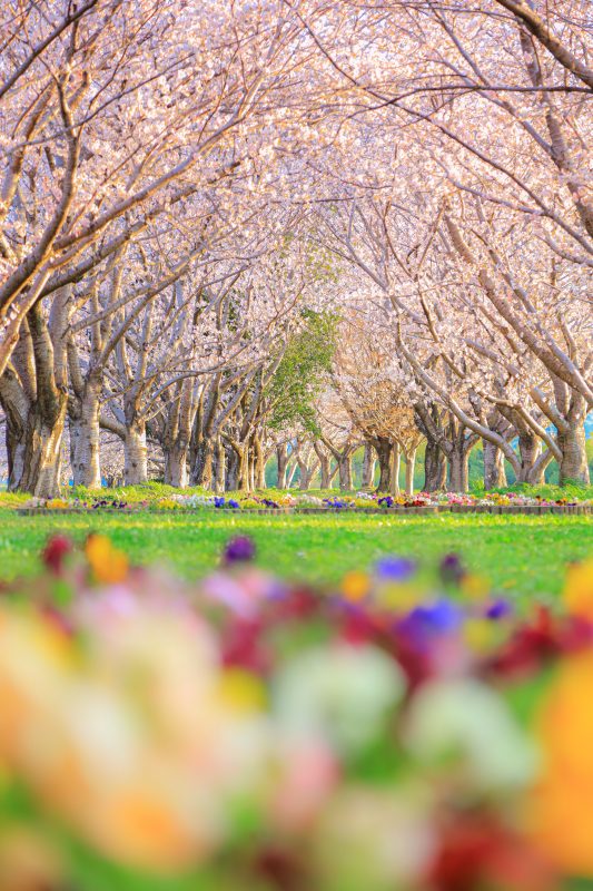 中村川桜づつみ公園の写真「桜並木とパンジー」