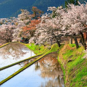 棚田の山桜並木