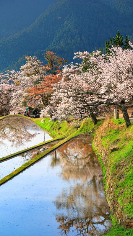三多気の桜の写真「棚田の山桜並木」