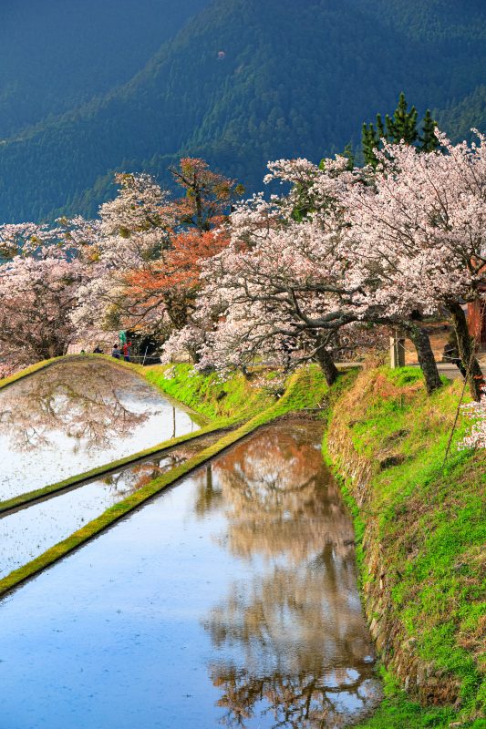 三多気の桜の写真「棚田の山桜並木」