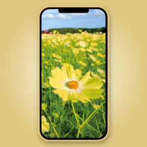 無料壁紙人気ランキング