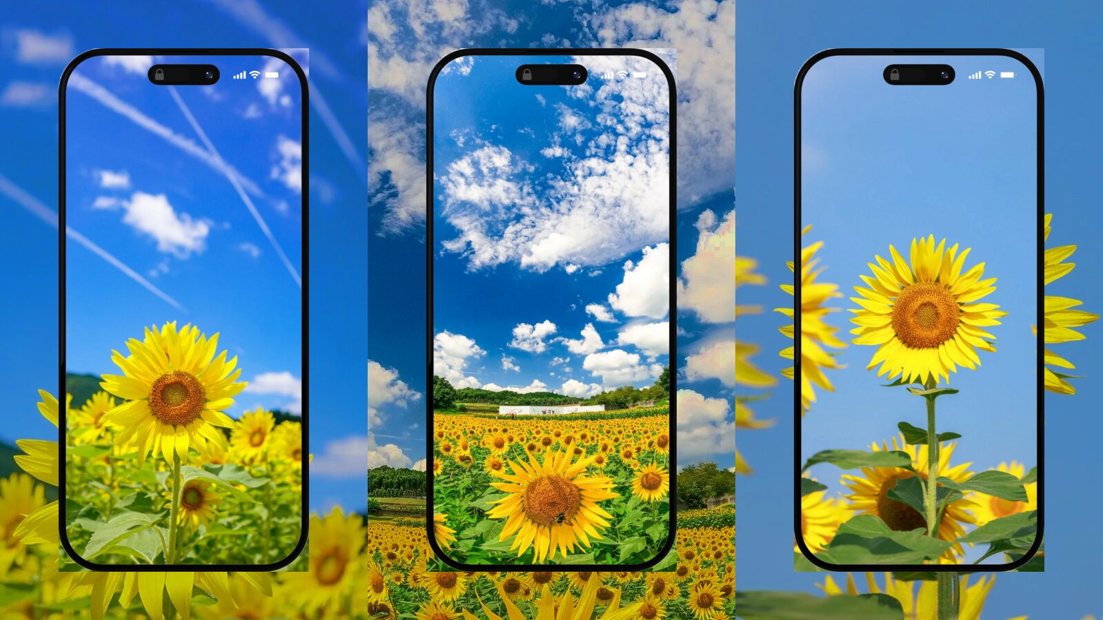 【無料】ひまわりの壁紙・画像20選 🌻 おしゃれで可愛い向日葵の写真をスマホ待ち受けに