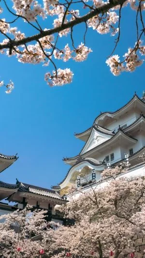 無料壁紙 伊賀上野城と桜。PCとデスクトップ壁紙に最適な4K高画質の無料壁紙。三重県伊賀市の伊賀上野城で撮影したフリー写真素材