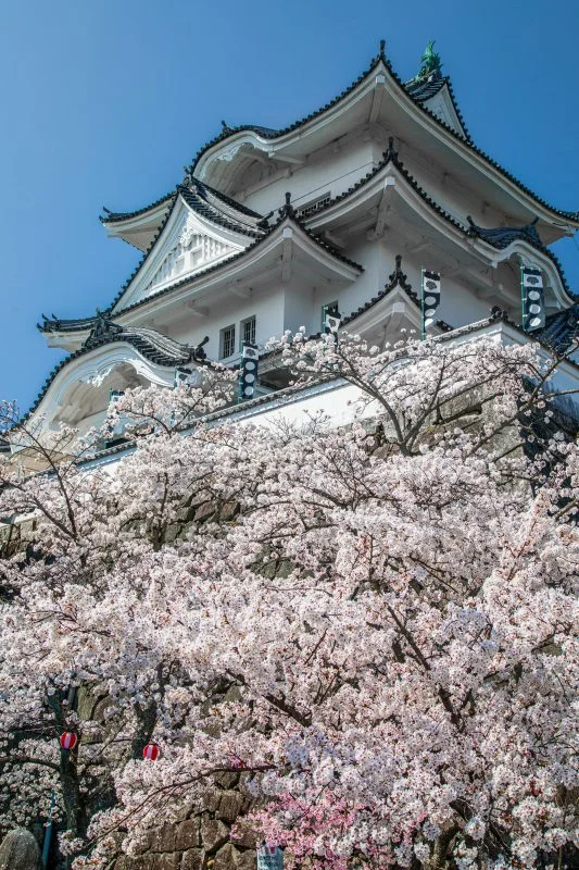 無料スマホ壁紙 桜に包まれた天守台。AndroidとiPhoneに対応した4K高画質の無料待ち受け画像。三重県伊賀市の伊賀上野城で撮影したフリー写真素材