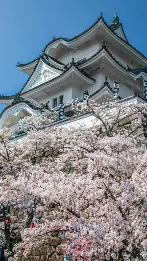 無料スマホ壁紙 桜に包まれた天守台。AndroidとiPhoneに対応した4K高画質の無料待ち受け画像。三重県伊賀市の伊賀上野城で撮影したフリー写真素材