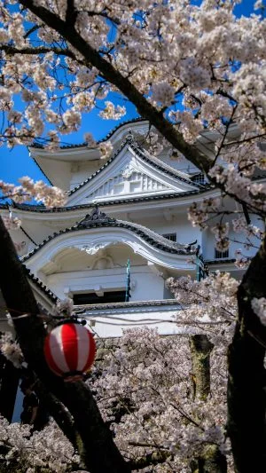 無料スマホ壁紙 桜に包まれた伊賀上野城。AndroidとiPhoneに対応した4K高画質の無料待ち受け画像。三重県伊賀市の伊賀上野城で撮影したフリー写真素材