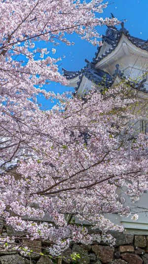 無料壁紙 桜吹雪。PCとデスクトップ壁紙に最適な4K高画質の無料壁紙。三重県津市の津城（お城公園）で撮影したフリー写真素材