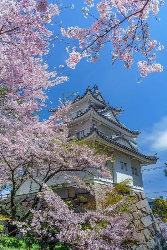 無料スマホ壁紙 桜に囲まれて。AndroidとiPhoneに対応した4K高画質の無料待ち受け画像。三重県津市の津城（お城公園）で撮影したフリー写真素材