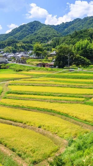 無料壁紙 展望台から眺める棚田。PCとデスクトップ壁紙に最適な4K高画質の無料壁紙。三重県伊賀市の西山の棚田で撮影したフリー写真素材