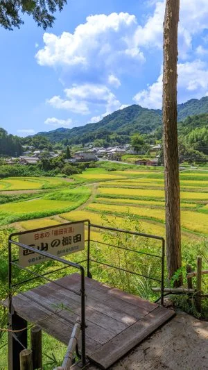 無料壁紙 展望台の周辺。PCとデスクトップ壁紙に最適な4K高画質の無料壁紙。三重県伊賀市の西山の棚田で撮影したフリー写真素材