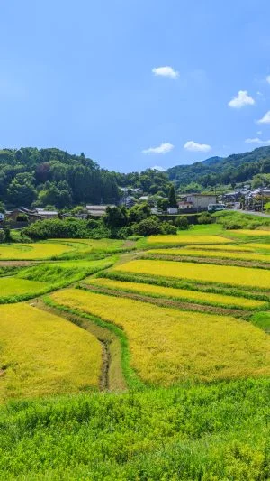 無料壁紙 段々と続く棚田。PCとデスクトップ壁紙に最適な4K高画質の無料壁紙。三重県伊賀市の西山の棚田で撮影したフリー写真素材