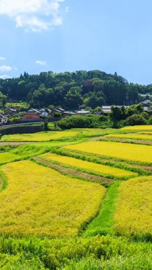 無料壁紙 高台の坂道から見渡す棚田。PCとデスクトップ壁紙に最適な4K高画質の無料壁紙。三重県伊賀市の西山の棚田で撮影したフリー写真素材