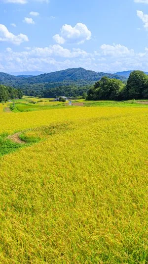 無料壁紙 遊歩道から見渡す棚田。PCとデスクトップ壁紙に最適な4K高画質の無料壁紙。三重県伊賀市の西山の棚田で撮影したフリー写真素材