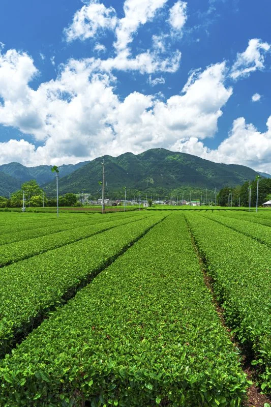 無料スマホ壁紙 【水沢茶】鈴鹿山脈と青空。AndroidとiPhoneに対応した4K高画質の無料待ち受け画像。三重県三重グルメの伊勢茶で撮影したフリー写真素材