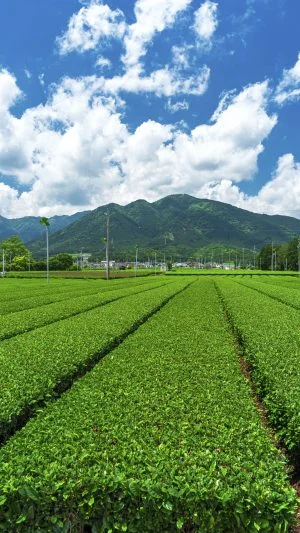 無料スマホ壁紙 【水沢茶】鈴鹿山脈と青空。AndroidとiPhoneに対応した4K高画質の無料待ち受け画像。三重県三重グルメの伊勢茶で撮影したフリー写真素材