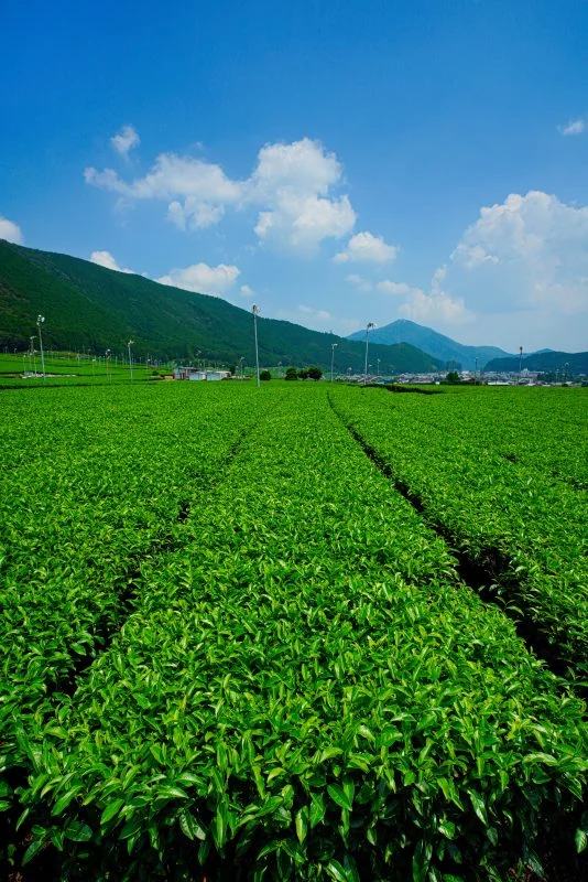 無料スマホ壁紙 【松阪茶】青空と茶畑。AndroidとiPhoneに対応した4K高画質の無料待ち受け画像。三重県三重グルメの伊勢茶で撮影したフリー写真素材