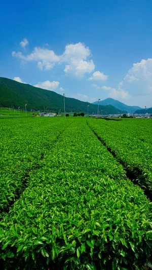 無料スマホ壁紙 【松阪茶】青空と茶畑。AndroidとiPhoneに対応した4K高画質の無料待ち受け画像。三重県三重グルメの伊勢茶で撮影したフリー写真素材