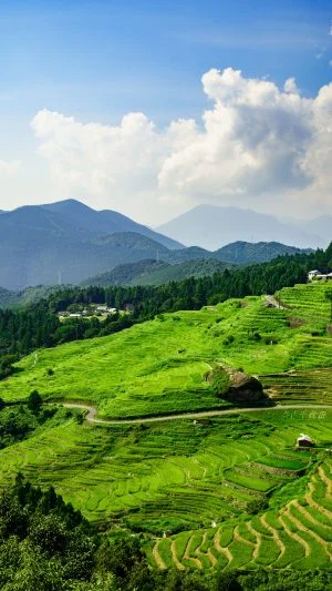 無料スマホ壁紙 新緑の千枚田。AndroidとiPhoneに対応した4K高画質の無料待ち受け画像。三重県熊野市の丸山千枚田で撮影したフリー写真素材