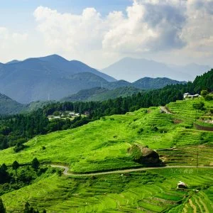 無料スマホ壁紙 新緑の千枚田。AndroidとiPhoneに対応した4K高画質の無料待ち受け画像。三重県熊野市の丸山千枚田で撮影したフリー写真素材