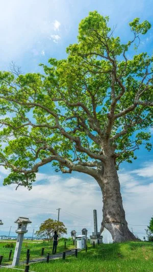 無料スマホ壁紙 参道から見上げる。AndroidとiPhoneに対応した4K高画質の無料待ち受け画像。三重県鈴鹿市の長太の大楠で撮影したフリー写真素材