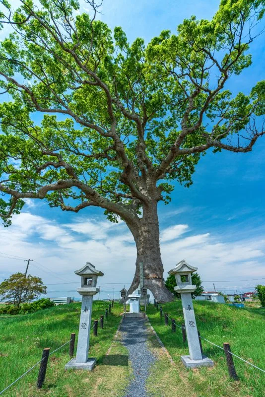 無料スマホ壁紙 参道入口。AndroidとiPhoneに対応した4K高画質の無料待ち受け画像。三重県鈴鹿市の長太の大楠で撮影したフリー写真素材