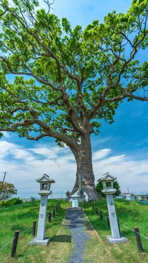 無料スマホ壁紙 参道入口。AndroidとiPhoneに対応した4K高画質の無料待ち受け画像。三重県鈴鹿市の長太の大楠で撮影したフリー写真素材