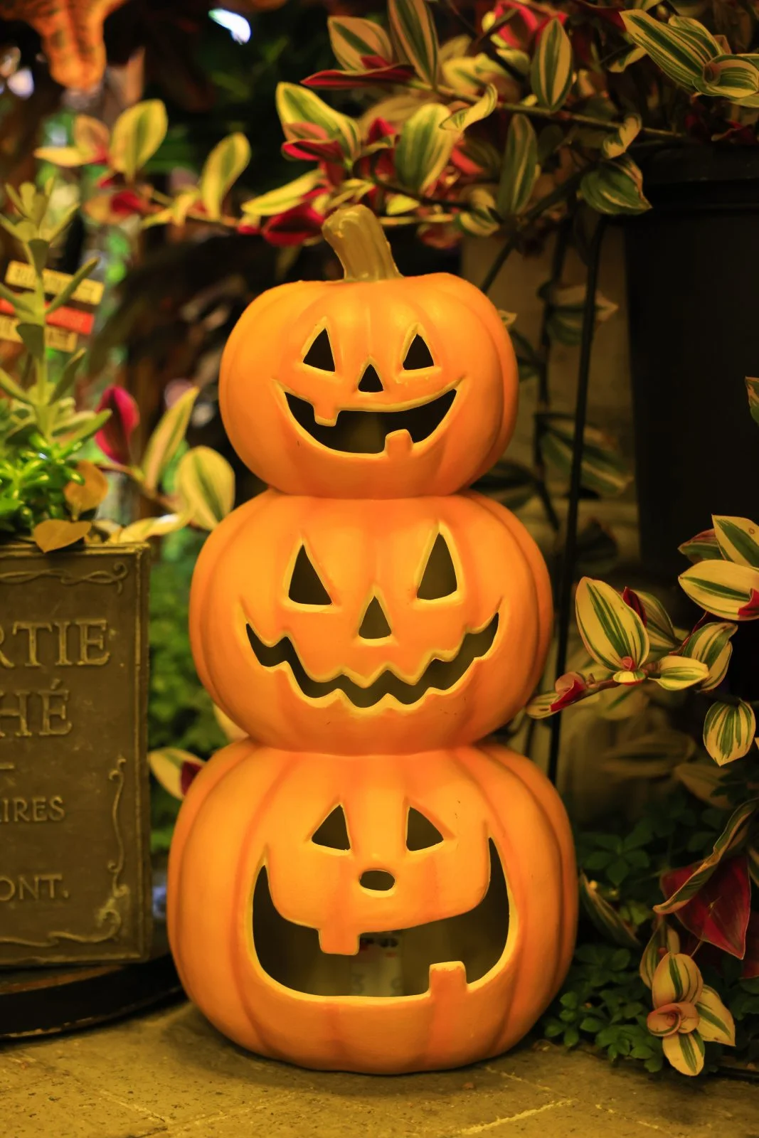 無料スマホ壁紙 ハロウィンのカボチャ三兄弟。AndroidとiPhoneに対応した4K高画質の無料待ち受け画像。三重県桑名市のベゴニアガーデンで撮影したフリー写真素材