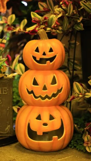 無料スマホ壁紙 ハロウィンのカボチャ三兄弟。AndroidとiPhoneに対応した4K高画質の無料待ち受け画像。三重県桑名市のベゴニアガーデンで撮影したフリー写真素材