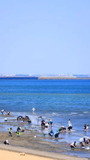 無料スマホ壁紙 潮干狩り。AndroidとiPhoneに対応した4K高画質の無料待ち受け画像。三重県津市の御殿場海岸で撮影したフリー写真素材