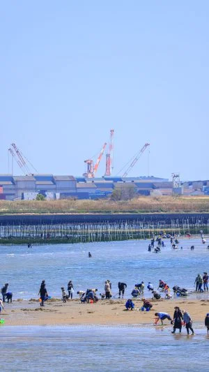 無料スマホ壁紙 潮干狩りを楽しむ様子。AndroidとiPhoneに対応した4K高画質の無料待ち受け画像。三重県津市の御殿場海岸で撮影したフリー写真素材