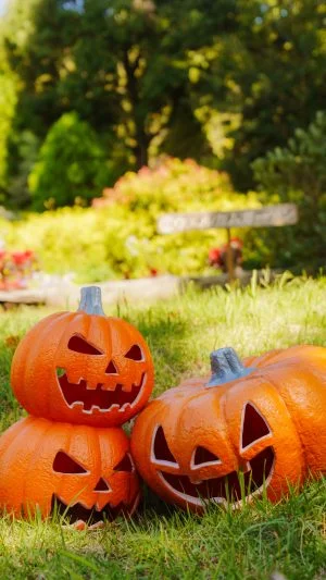 無料スマホ壁紙 カボチャおばけの井戸端会議。AndroidとiPhoneに対応した4K高画質の無料待ち受け画像。三重県津市のレッドヒルヒーサーの森で撮影したフリー写真素材