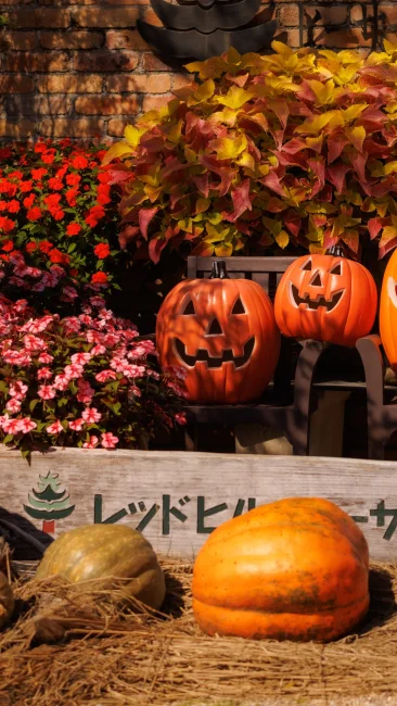 無料壁紙 入口がカボチャのおばけでいっぱい。PCとデスクトップ壁紙に最適な4K高画質の無料壁紙。三重県津市のレッドヒルヒーサーの森で撮影したフリー写真素材