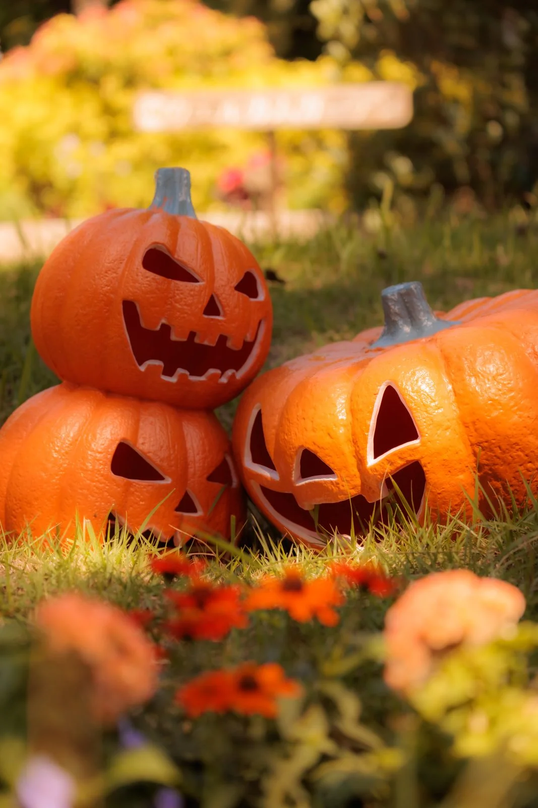 無料スマホ壁紙 寄り添うカボチャのおばけ。AndroidとiPhoneに対応した4K高画質の無料待ち受け画像。三重県津市のレッドヒルヒーサーの森で撮影したフリー写真素材