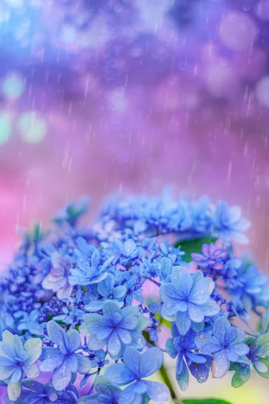 運気が上がる待ち受け 梅雨の紫陽花。AndroidとiPhoneに対応した4K高画質の無料スマホ壁紙。三重県志摩市の大慈寺で撮影したフリー写真素材