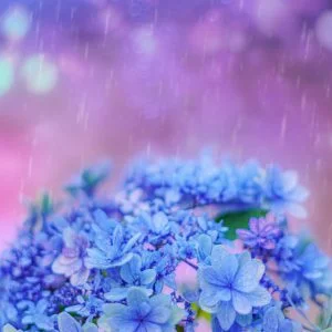 運気が上がる待ち受け 梅雨の紫陽花。AndroidとiPhoneに対応した4K高画質の無料スマホ壁紙。三重県志摩市の大慈寺で撮影したフリー写真素材