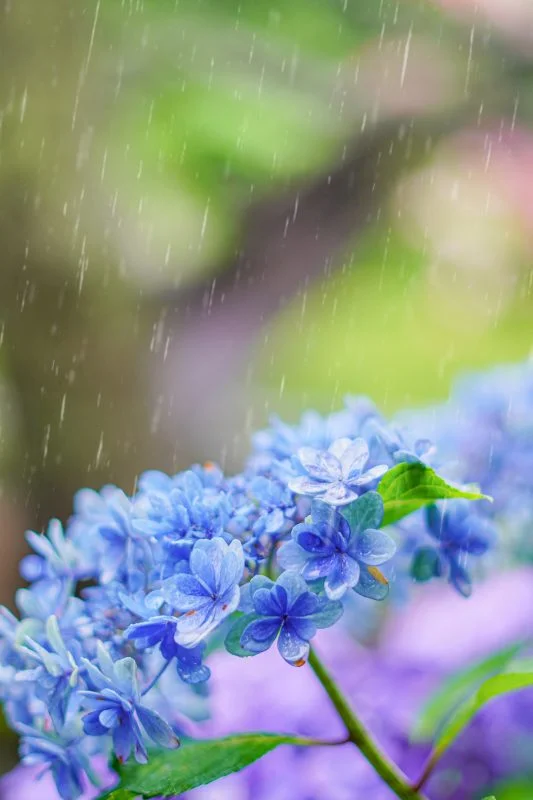 無料スマホ壁紙 青色のおかめ紫陽花と雨粒。AndroidとiPhoneに対応した4K高画質の無料待ち受け画像。三重県志摩市の大慈寺で撮影したフリー写真素材