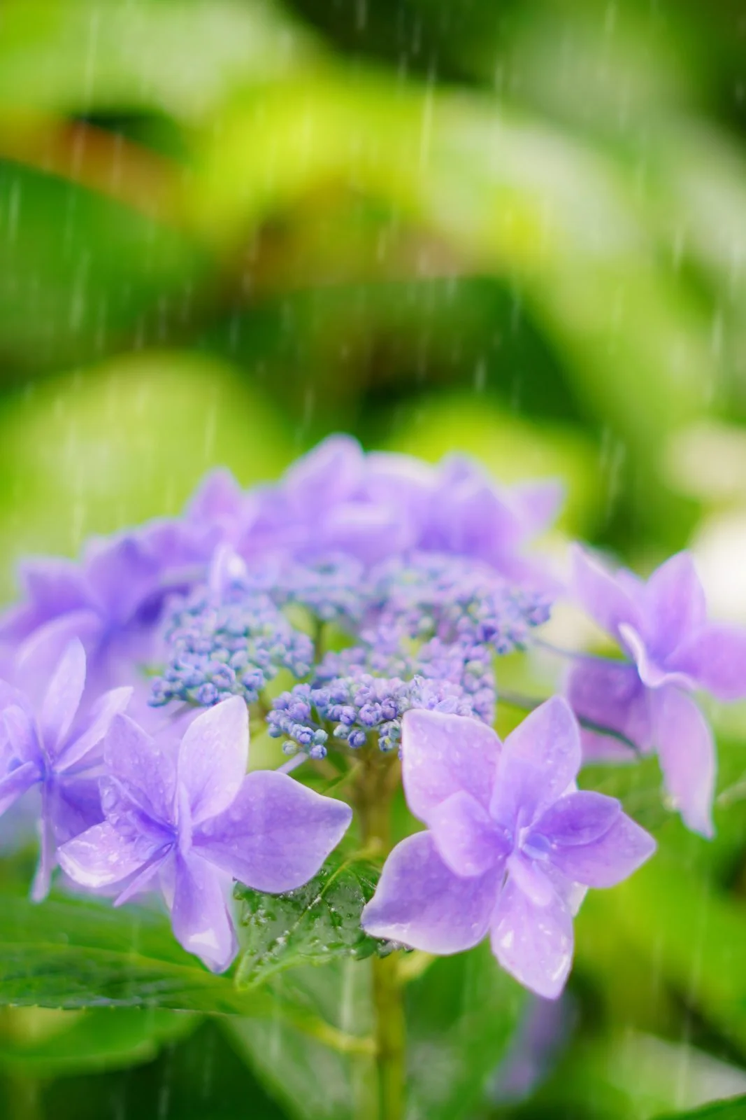 無料スマホ壁紙 紫色のヤマアジサイと雨粒。AndroidとiPhoneに対応した4K高画質の無料待ち受け画像。三重県志摩市の大慈寺で撮影したフリー写真素材