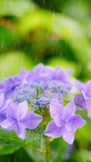 無料スマホ壁紙 紫色のヤマアジサイと雨粒。AndroidとiPhoneに対応した4K高画質の無料待ち受け画像。三重県志摩市の大慈寺で撮影したフリー写真素材