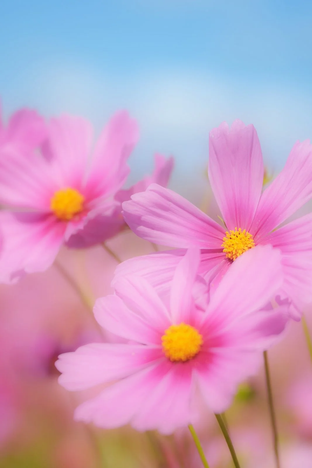 無料スマホ壁紙 青空と３輪のコスモス。AndroidとiPhoneに対応した4K高画質の無料待ち受け画像。三重県伊賀市の市部のコスモス畑で撮影したフリー写真素材