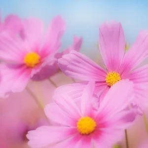 無料スマホ壁紙 青空と３輪のコスモス。AndroidとiPhoneに対応した4K高画質の無料待ち受け画像。三重県伊賀市の市部のコスモス畑で撮影したフリー写真素材