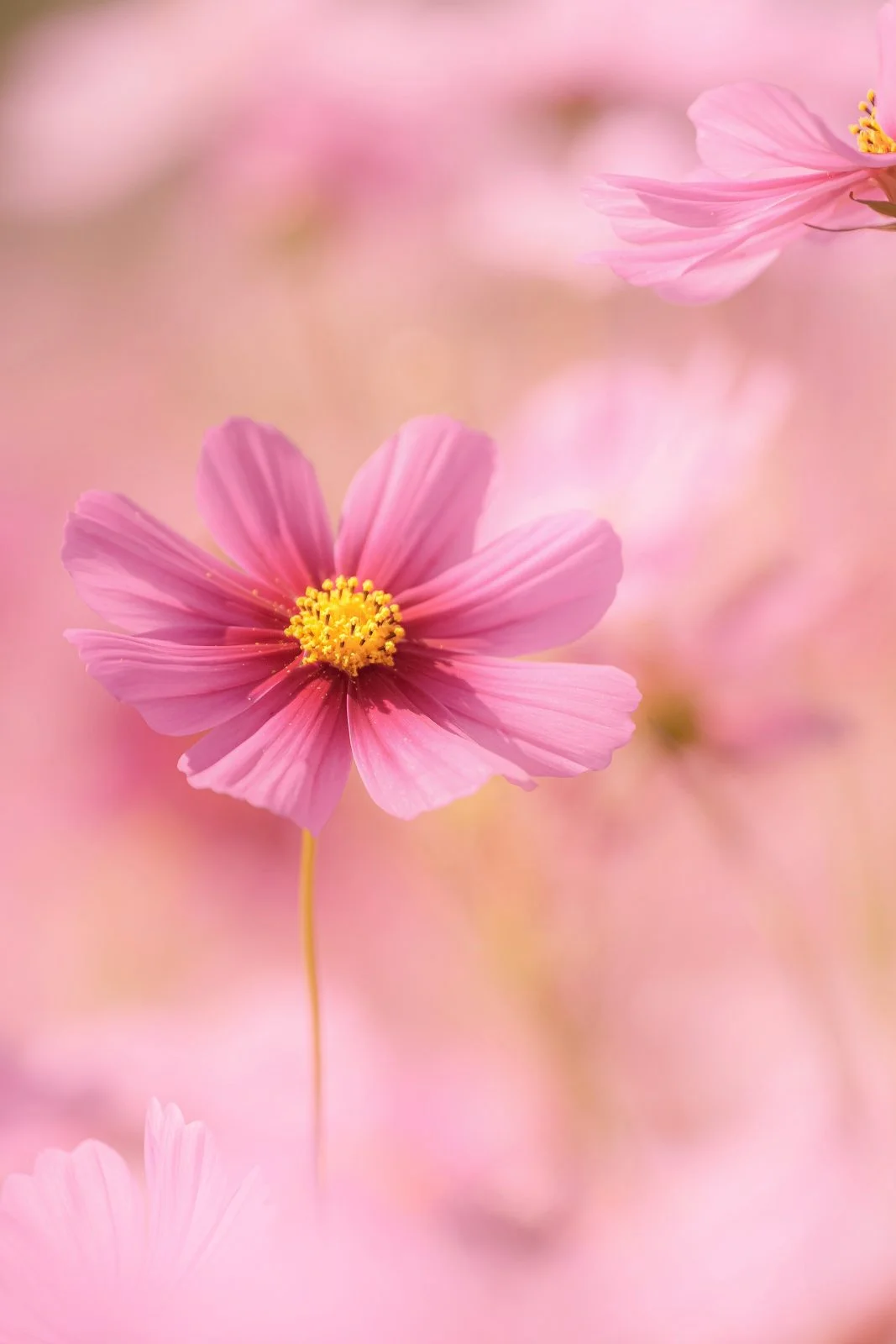 無料スマホ壁紙 コスモスのピンク絨毯。AndroidとiPhoneに対応した4K高画質の無料待ち受け画像。三重県伊賀市の市部のコスモス畑で撮影したフリー写真素材