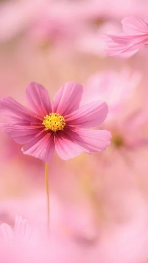 無料スマホ壁紙 コスモスのピンク絨毯。AndroidとiPhoneに対応した4K高画質の無料待ち受け画像。三重県伊賀市の市部のコスモス畑で撮影したフリー写真素材