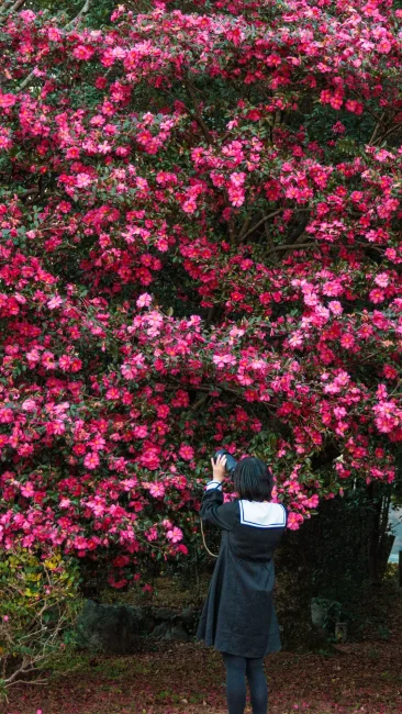 無料壁紙 大きな山茶花（サザンカ）。PCとデスクトップ壁紙に最適な4K高画質の無料壁紙。三重県明和町の斎王の森で撮影したフリー写真素材