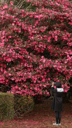 無料スマホ壁紙 背の高い山茶花（サザンカ）。AndroidとiPhoneに対応した4K高画質の無料待ち受け画像。三重県明和町の斎王の森で撮影したフリー写真素材