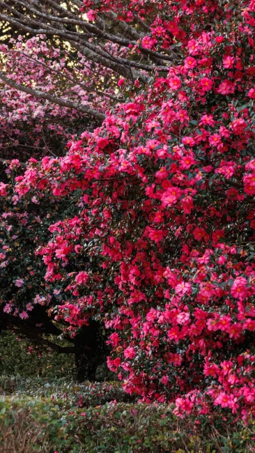 無料壁紙 ２色のピンクが美しい山茶花（サザンカ）。PCとデスクトップ壁紙に最適な4K高画質の無料壁紙。三重県明和町の斎王の森で撮影したフリー写真素材