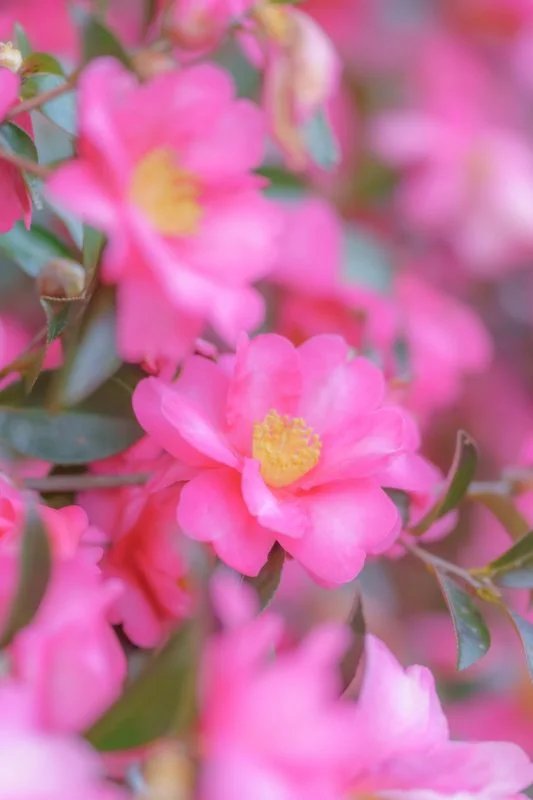 無料スマホ壁紙 冬に煌めくサザンカ。AndroidとiPhoneに対応した4K高画質の無料待ち受け画像。三重県明和町の斎王の森で撮影したフリー写真素材